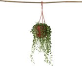 Plant in a Box - Senecio Rowleyanus ' String of Pearls' - Plante de pois - Plante suspendue - Plante d'intérieur - Pot 12 - Hauteur 10-20cm