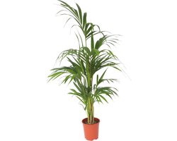 Plant in a Box - Howea Forsteriana - Kentia palm - XL Groene kamerplant - Pot 21cm - Hoogte 130-140cm