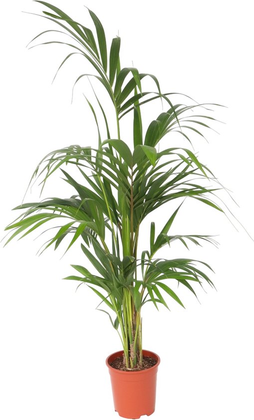 Plant in a Box - Howea Forsteriana - Kentia palm - XL Groene kamerplant - Pot 21cm - Hoogte 130-140cm