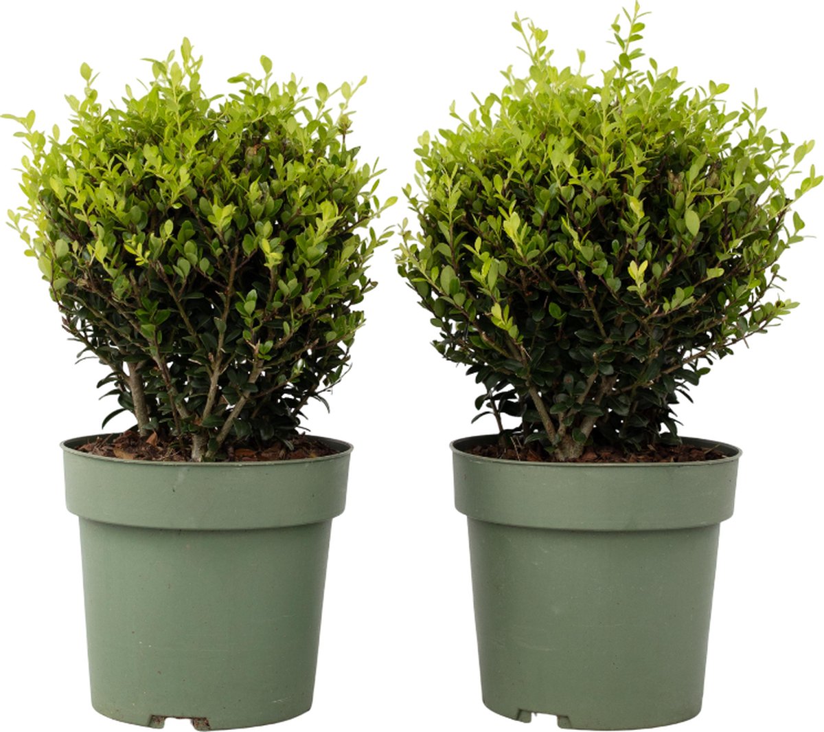 Plant in a Box - Ilex crenata 'Japanse Hulst' bolvorm - set van 2 - Buxusvervanger - Tuinplant - ⌀17cm - Hoogte 30-40cm