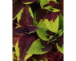 Coleus x blumei Solento Burgundy Lime