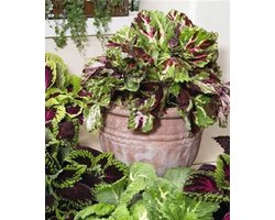Coleus x blumei Kong variatie