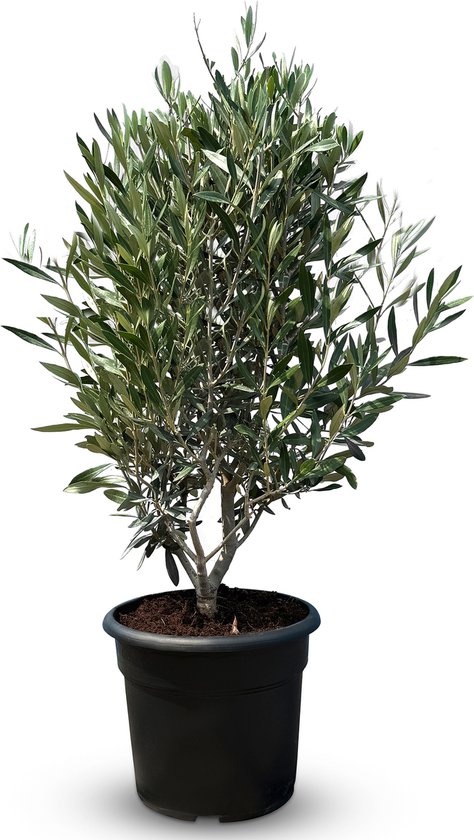 Sunny Tree - Olijfboom - Boom - Olijfstruik - Winterharde olijfboom in struikvorm - Hoogte 80-100 cm
