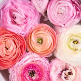 Aziatische ranonkel (Ranunculus Asiaticus) - Ranonkel Pastel Mix - Ranunculus - Bijen-Vlinders - Snijbloemen - Zomerbollen