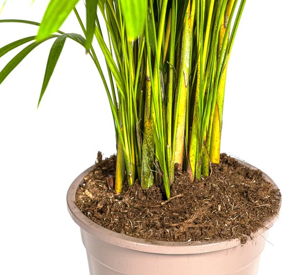 Gardener's Dream Areca Palme (Goldfruchtpalme) - Zimmerpflanze, Tropisch, Immergrüne