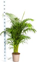 Palmier Areca , Tropical, Plante d'intérieur verte, Style Boho, Dypsis lutescens Ø27cm - 180cm