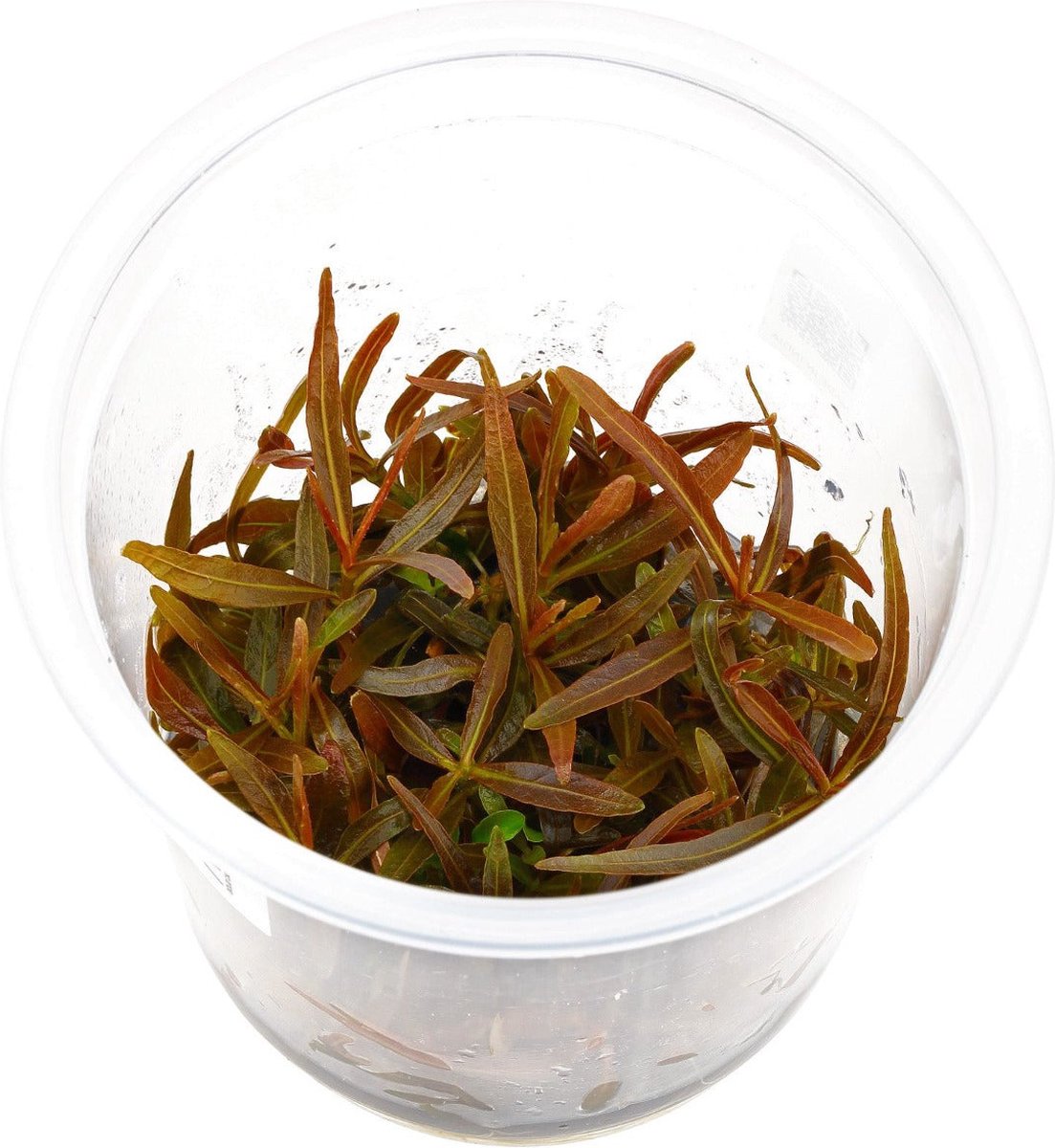 EcoScape Hygrophila Lancea Sp Araguaia | In vitro cup Waterplant