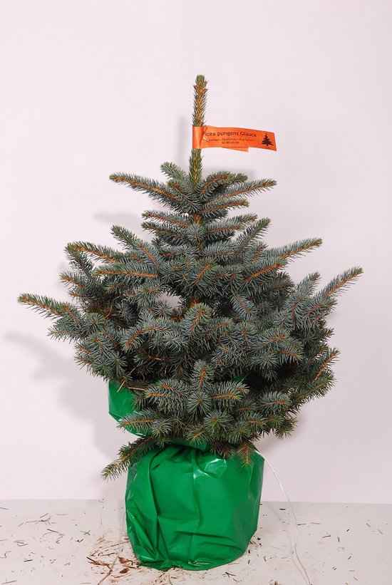 Picea Pungens Glauca - Echte Kerstboom in pot 60 - 80 cm - Potmaat 22 cm