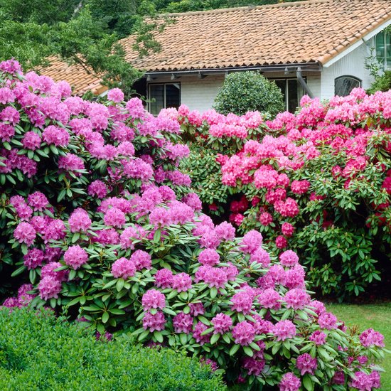 PLANT IN A BOX - Rhododendron Mix - Set de 3 Rhododendron - Pot ⌀9 cm - Hauteur ↕ 20-30 cm