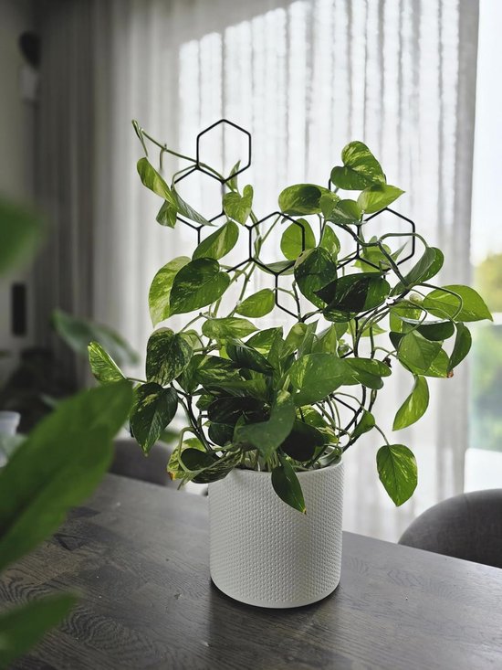 MOAMUN 6 rankhulp, kamerplanten, klimhulp, metaal