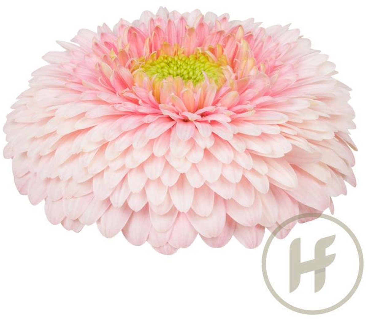 15x Gerbera gerponi big ju-ne 70cm