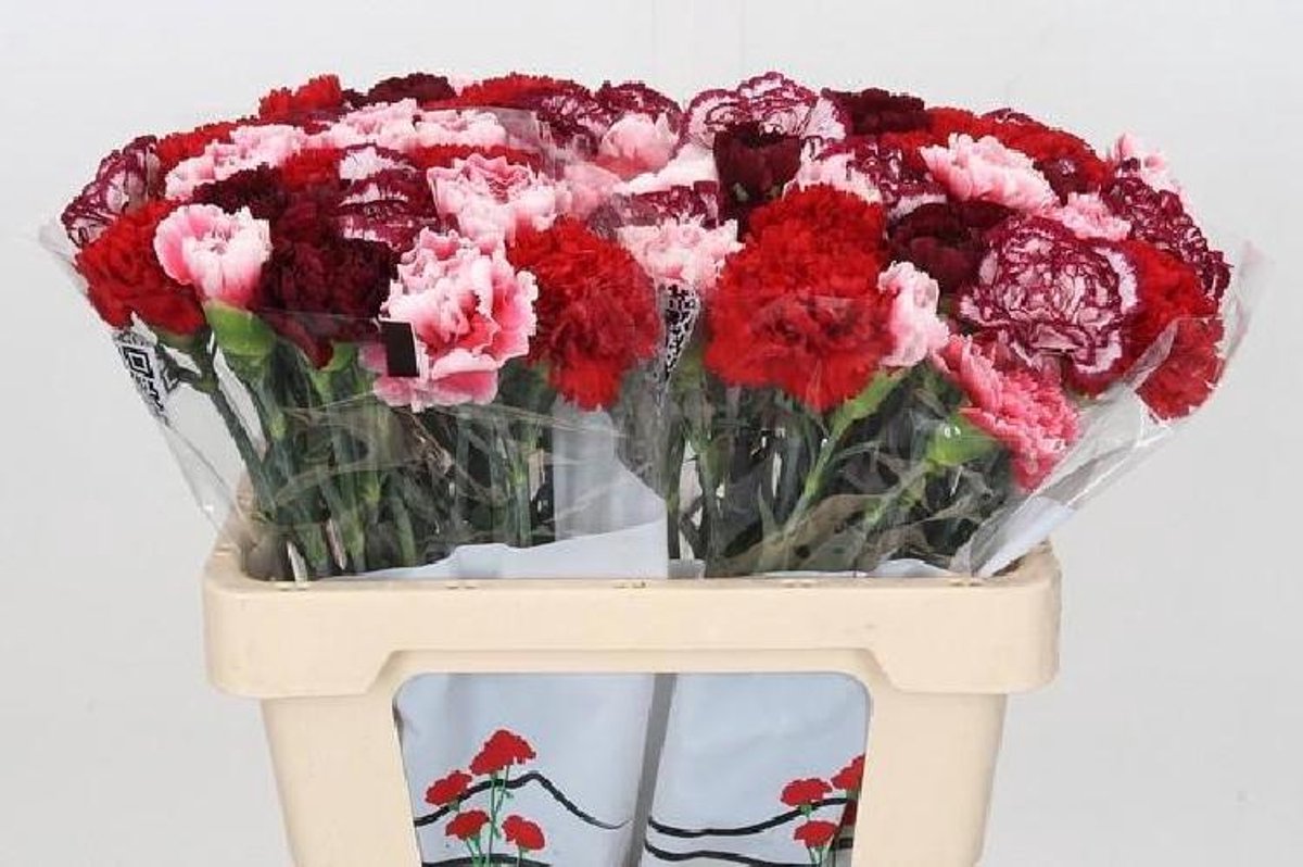20x Dian.red mix/bos 60cm