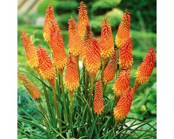 Bloomique - Mix van 5 - Kniphofia Uvaria Grandiflora - Vuurpijl - Fakkellelie - Knollen - Tuinplanten - Vaste Planten - Winterhard - Meerjarig - Groeit tot 60-100 cm