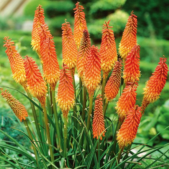 Bloomique - Mix van 5 - Kniphofia Uvaria Grandiflora - Vuurpijl - Fakkellelie - Knollen - Tuinplanten - Vaste Planten - Winterhard - Meerjarig - Groeit tot 60-100 cm