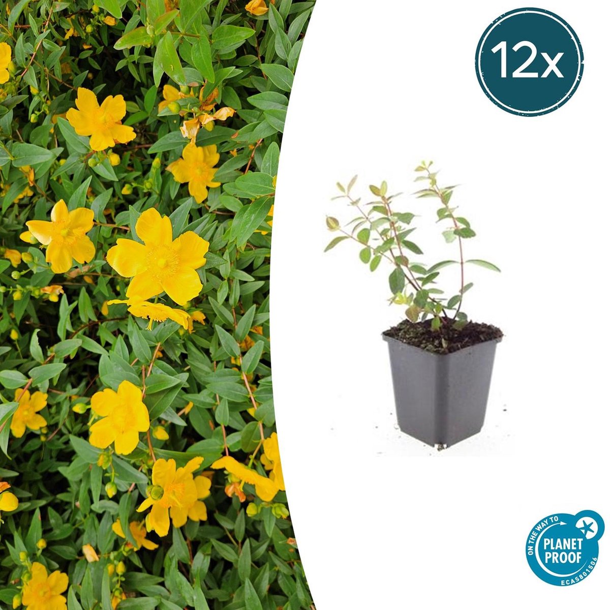 Tuinplantenshop.com | Hypericum dummeri 'Peter Dummer' | 12 stuks - Ø9cm - 10-25cm hoog - Tuinplant