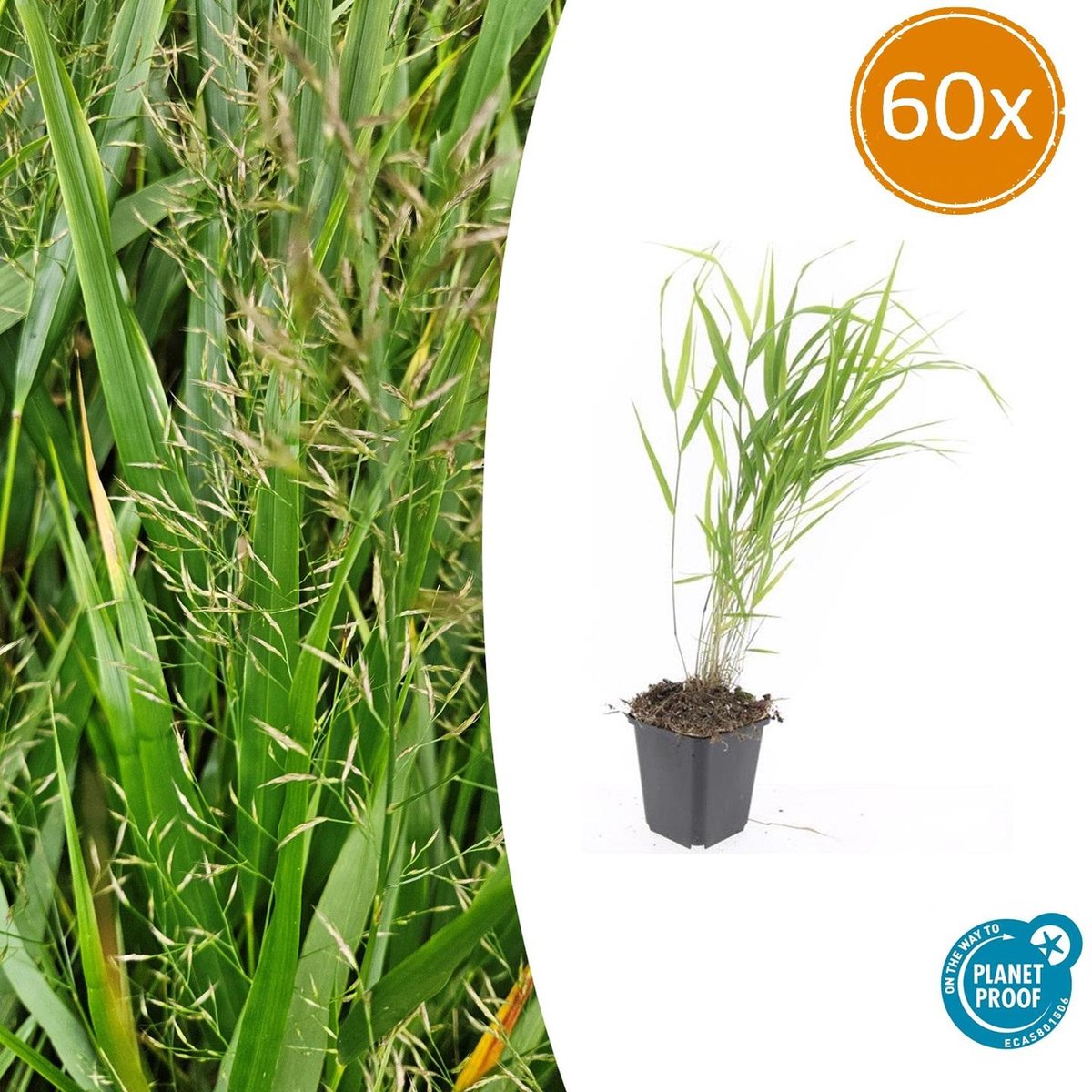 Tuinplantenshop.com | Hakonechloa macra | 60 stuks - Ø9cm - 10-25cm hoog - Tuinplant