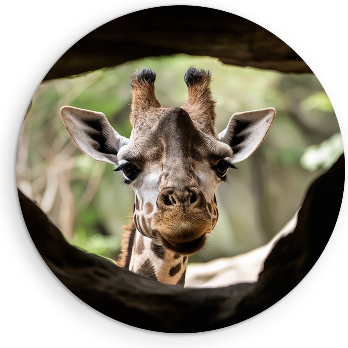 Saammp Muurcirkel Hout - Glurende Giraffe - Doorkijk - Dieren - Ø 40 - Wandcirkel - Wanddecoratie Cirkel - Muurdecoratie Woonkamer - Slaapkamer decoratie - Rond Schilderij