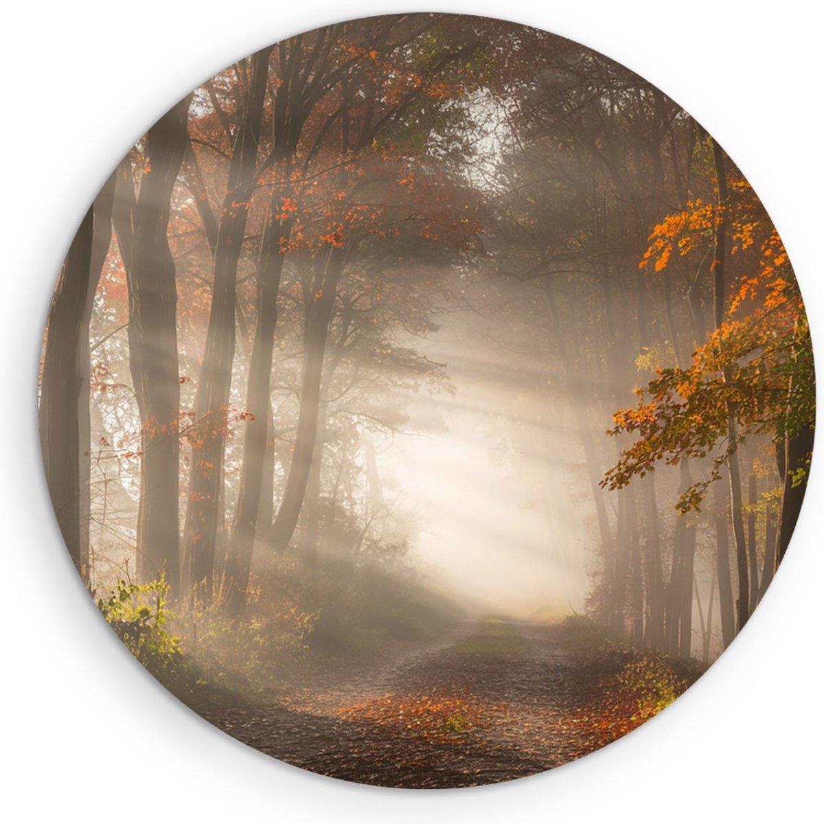 Saammp Muurcirkel Hout - Bospad met zonneschijn - Nederland - Landschap - Natuur - Ø 70 - Wandcirkel - Wanddecoratie Cirkel - Muurdecoratie Woonkamer - Slaapkamer decoratie - Rond Schilderij