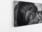 Saammp Canvas Schilderij - Leeuwen koppel - Natuur - Dieren - 100x75 - Foto op canvas - Wanddecoratie - Muurdecoratie Woonkamer - Slaapkamer decoratie - Canvas Print
