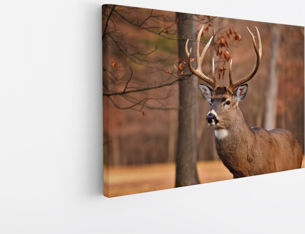 Saammp Canvas Schilderij - Hert - Portret - Bos - Natuur - Dieren - 150x100 - Foto op canvas - Wanddecoratie - Muurdecoratie Woonkamer - Slaapkamer decoratie - Canvas Print Multicolor