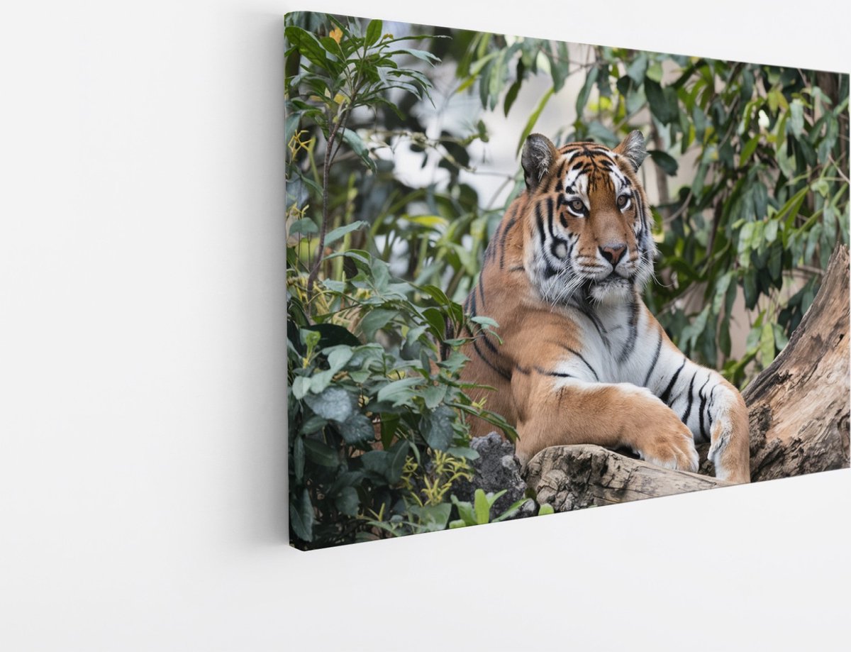 Saammp Canvas Schilderij - Tijger op boomstronk - Natuur - Dieren - 70x50 - Foto op canvas - Wanddecoratie - muurdecoratie Woonkamer - Slaapkamer decoratie - Canvas Print Multicolor