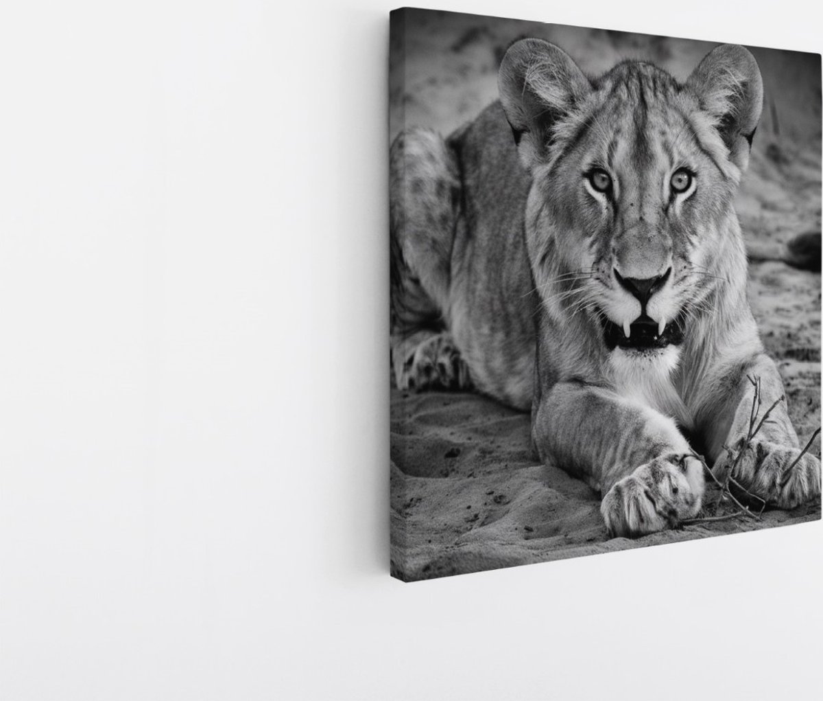 Saammp Canvas Schilderij - Boze leeuwin - Dieren - Natuur - 100x100 - Foto op canvas - Wanddecoratie - Muurdecoratie Woonkamer - Slaapkamer decoratie - Canvas Print Multicolor