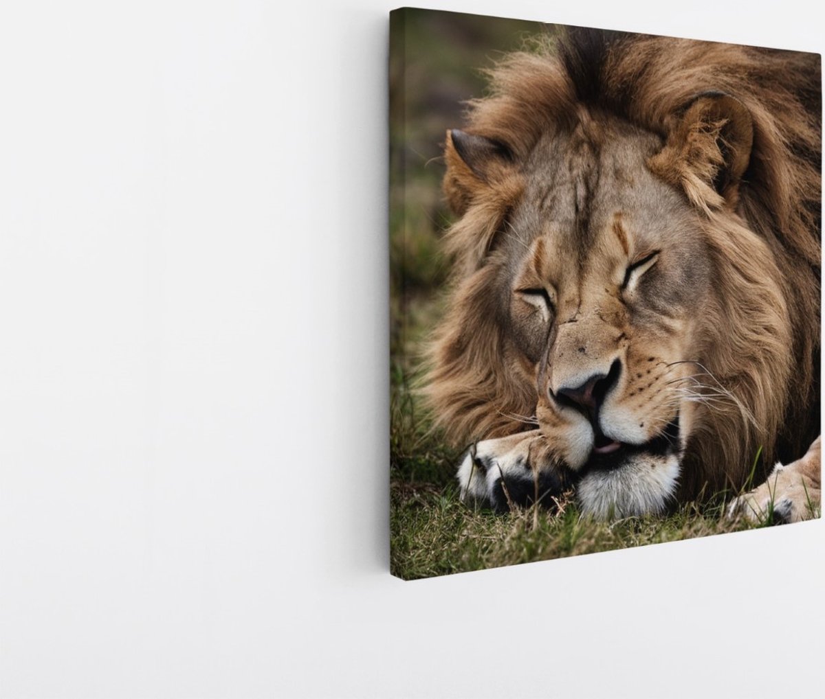 Saammp Canvas Schilderij - Slapende Leeuw - Dieren - Natuur - 100x100 - Foto op canvas - Wanddecoratie - Muurdecoratie Woonkamer - Slaapkamer decoratie - Canvas Print Multicolor