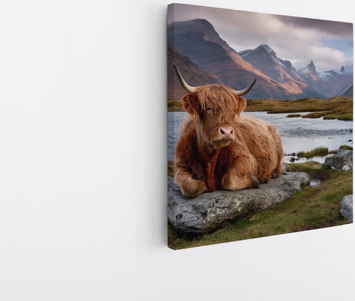 Saammp Canvas Schilderij - Schotse Hooglander Koe op steen - Natuur - Dieren - 40x40 - Foto op canvas - Wanddecoratie - Muurdecoratie Woonkamer - Slaapkamer decoratie - Canvas Print Multicolor