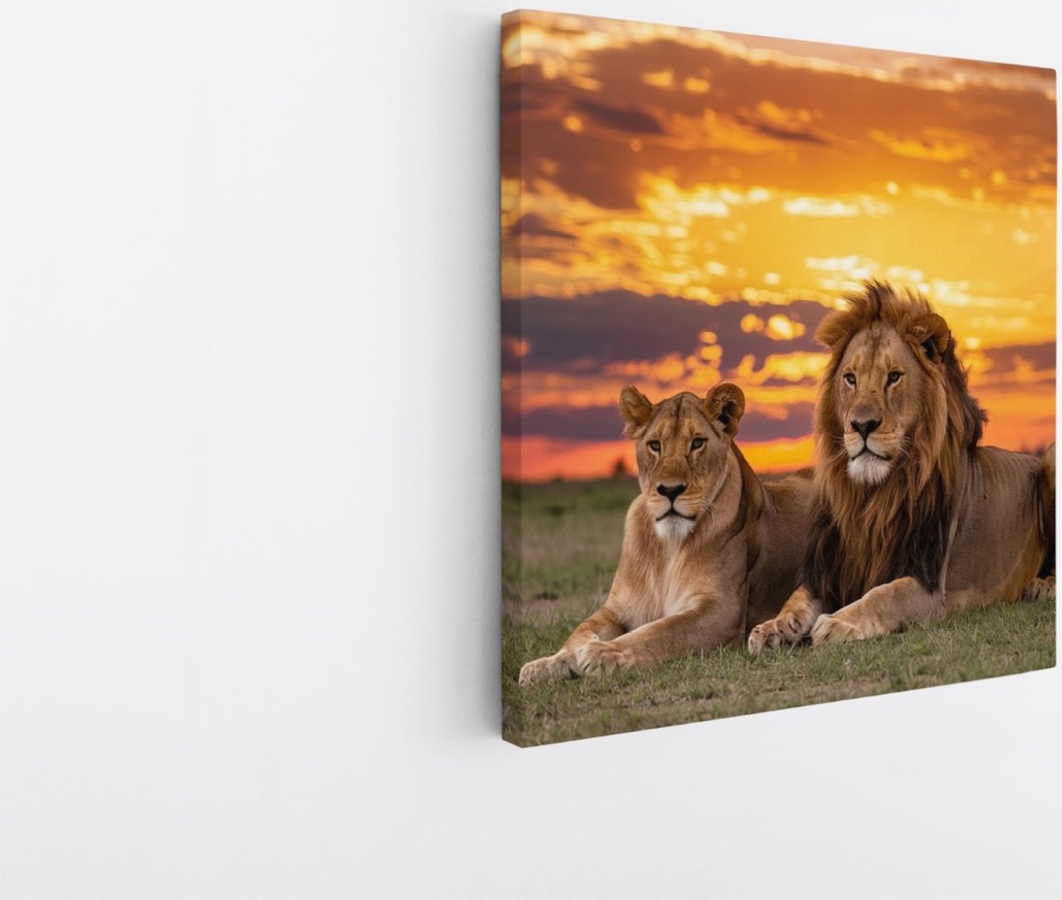 Saammp Canvas Schilderij - 2 Leeuwen in zonsondergang - Afrika -Dieren - Natuur - 40x40 - Foto op canvas - Wanddecoratie - Muurdecoratie Woonkamer - Slaapkamer decoratie - Canvas Print Multicolor