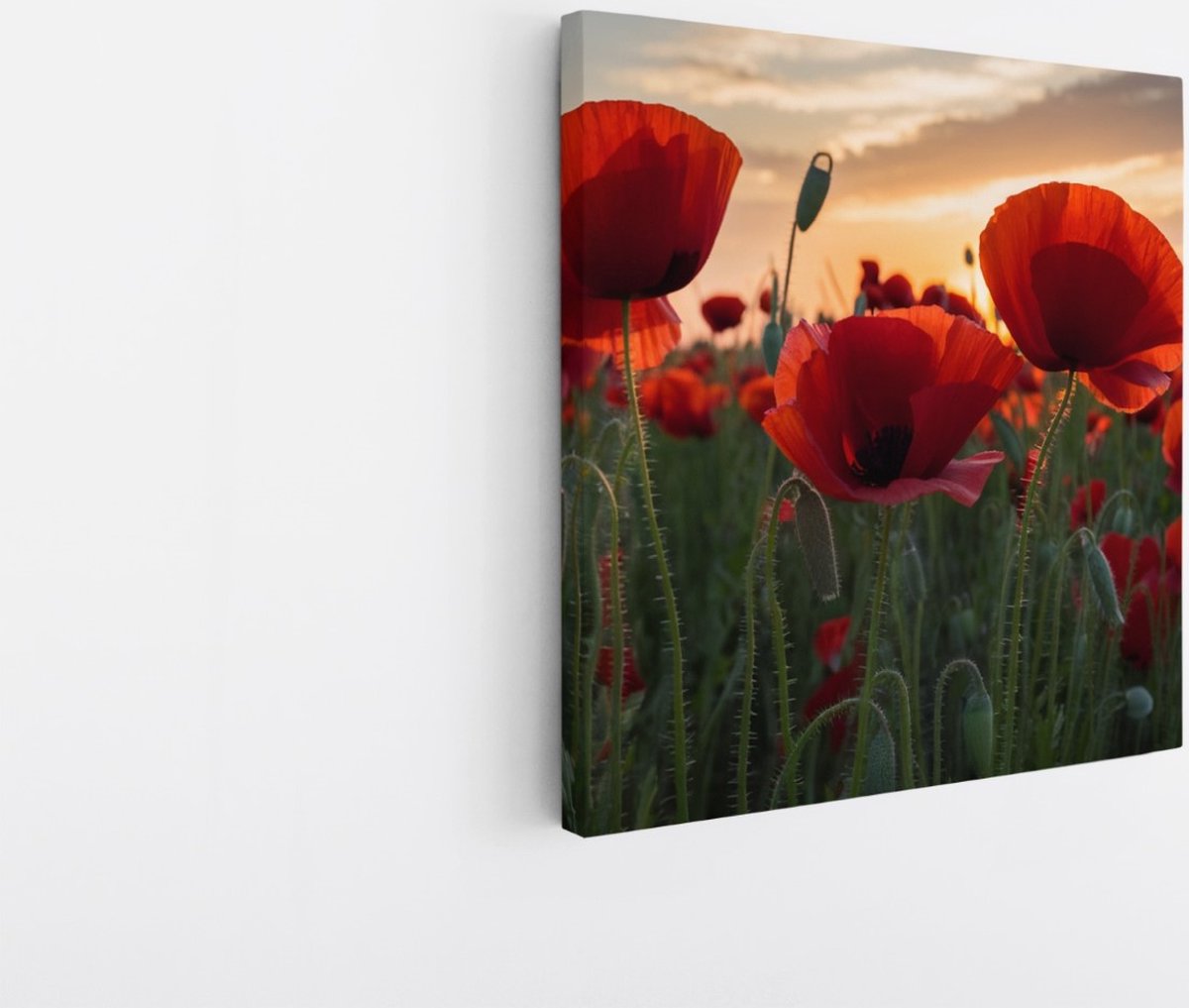 Saammp Canvas Schilderij - Klaprozen - Natuur - Landschap - 60x60 - Foto op canvas - Wanddecoratie - Muurdecoratie Woonkamer - Slaapkamer decoratie - Canvas Print Multicolor