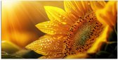 Poster 80x40 cm - Zonnebloem - Dauwdruppels - Geel - Zonlicht - Posters - Kamer decoratie - Wanddecoratie woonkamer - Muurdecoratie slaapkamer
