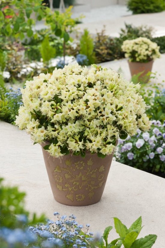 Plants Online - Tuinplanten - Heesters - Set van 1 - Rhododendron ...