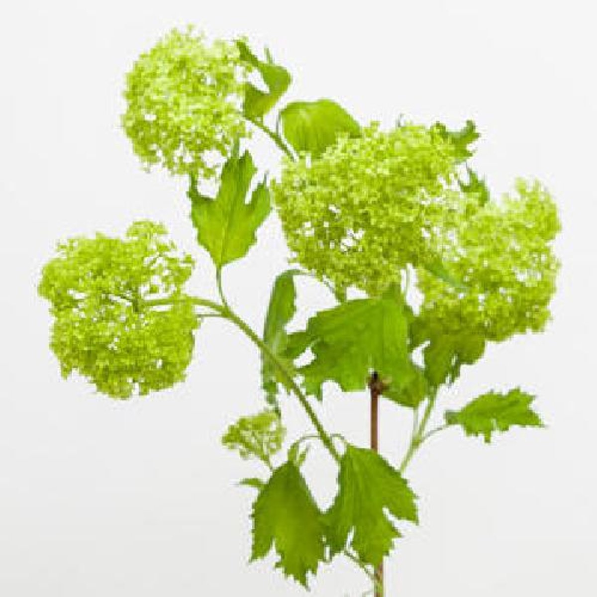 10x Vibur.roseum 80cm