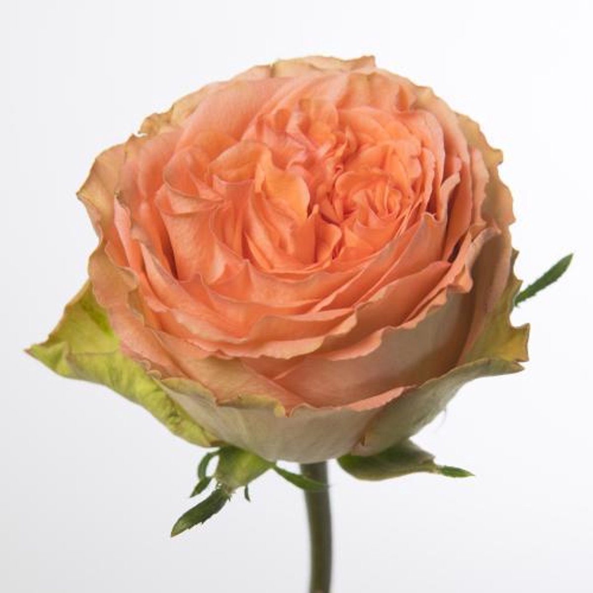 20x Rosa barbarella 50cm