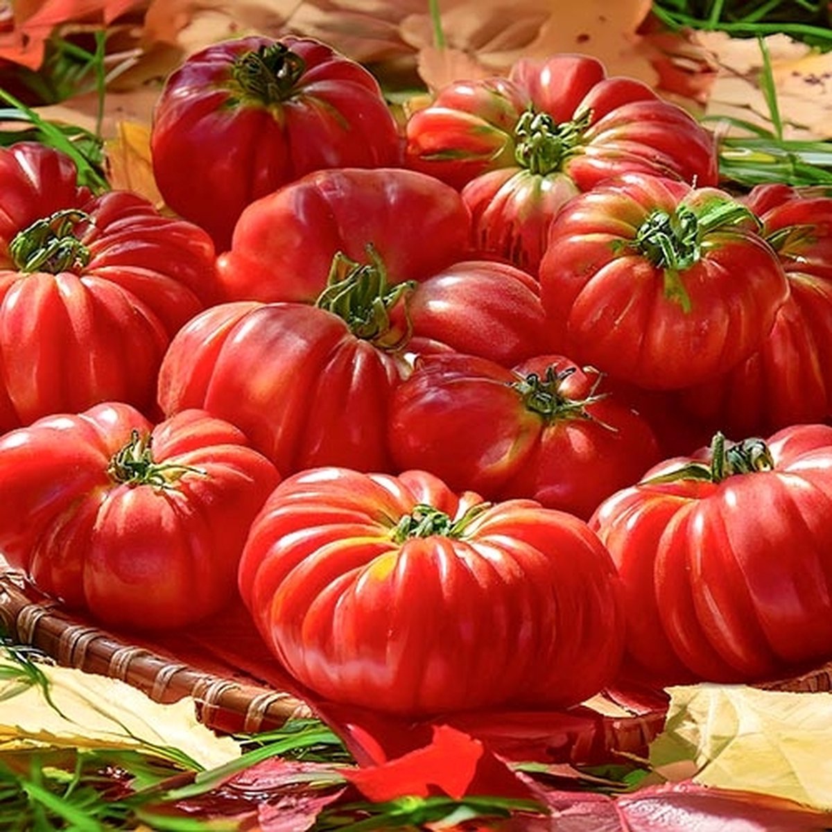 BIO tomaten zaden - Vleestomaat Costoluto Genovese