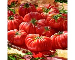 BIO tomaten zaden - Vleestomaat Costoluto Genovese