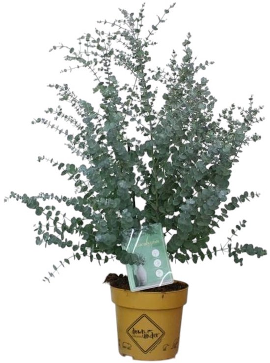 Blauwe lupine - Groenbemester | De biologische zaden