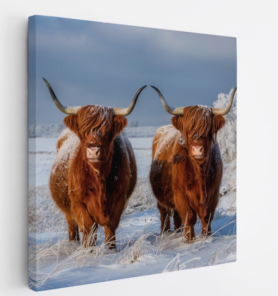 Saammp Canvas Schilderij - Groep Schotse Hooglander Koe - Landschap - Dieren - Natuur - 30x30 - Foto op canvas - Wanddecoratie - muurdecoratie Woonkamer - Slaapkamer decoratie - Canvas Print Multicolor