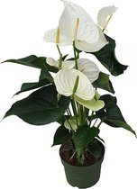 Plante D'Intérieur Anthurium 'Madural Orange' - Langue De Feu - Pot 17cm, Hauteur 55-70cm - Fleurissante