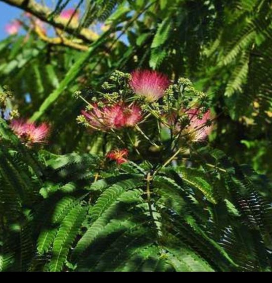 2 x Albizia juil. 'Ombrella' ('bourbi'®) - Arbre à soie, Arbre à soie, Arbre à soie persan 40- 50 cm en pot