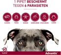 Pitbull met tekst "1 pipet beschermt tegen 6 parasieten". Vlooien, teken, muggen, zandvliegen, stalvliegen en luizen getoond.