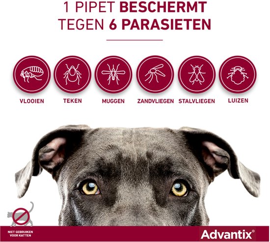 Pitbull met tekst "1 pipet beschermt tegen 6 parasieten". Vlooien, teken, muggen, zandvliegen, stalvliegen en luizen getoond.