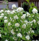 2 x Philadelphus 'Lemoinei' - Seringat 50-60 cm en pot
