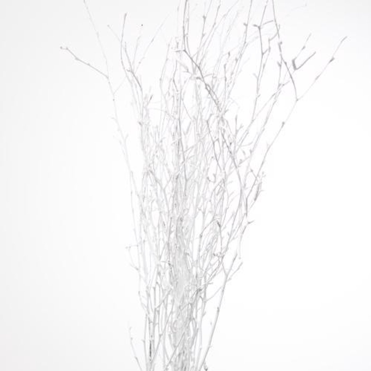 10x Tk betula wit 70cm