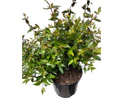 Abelia grandiflora 'Prostrata'