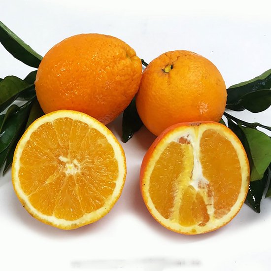 Sinaasappelboom met Geel Vruchtvlees - Washington Navel in Pot van 20 cm - Citrusboom voor Uw Tuin — afbeelding 2