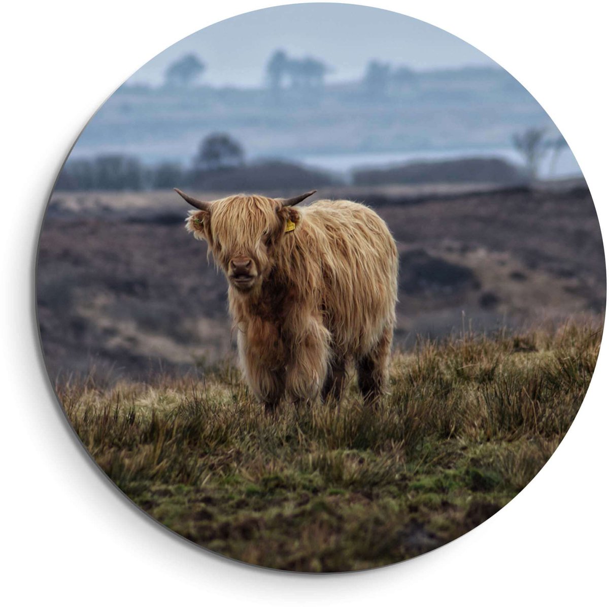 KitchenArt Schotse Hooglander in het veld – Muurcirkel Binnen - ø 80 cm - Wandcirkel - Mét Ophangsysteem - Wanddecoratie - Muurdecoratie Animal, Bruin, Groen, Beige, Blauw
