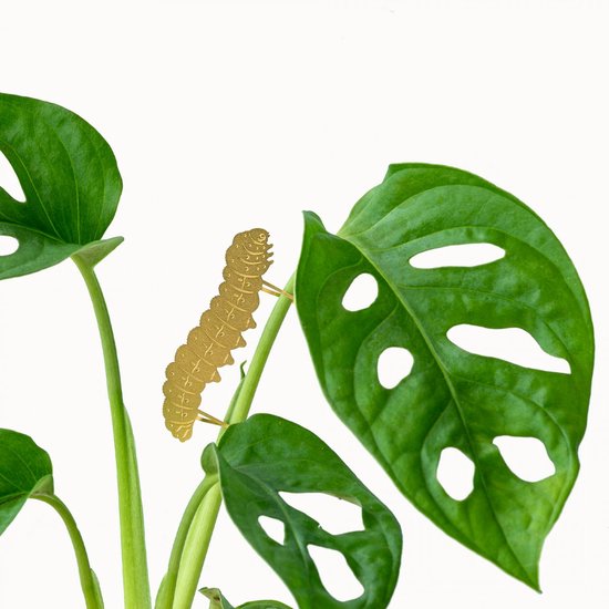 Schattige Rups Voor Planten