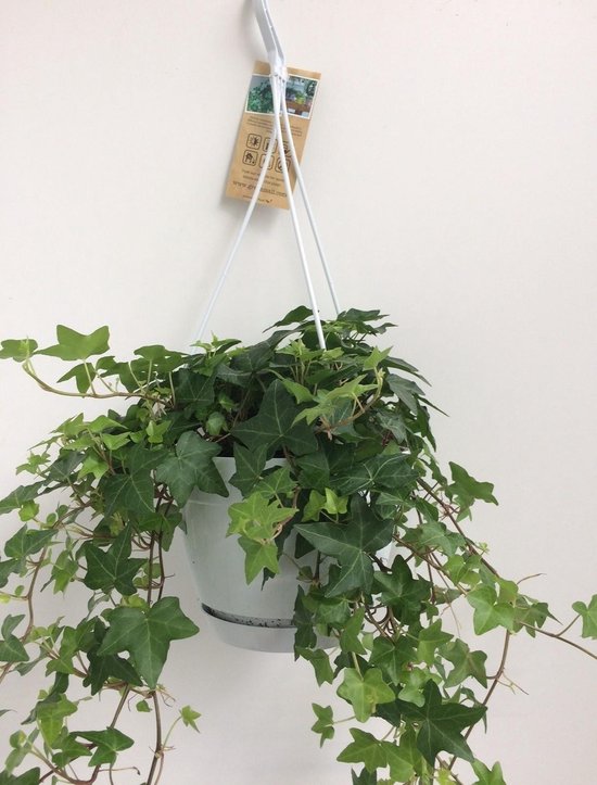 Hangplant, Klimop/Engelse Klimop, Hedera helix Groen – Hangpot Wit/Basic – Ø17 cm, 40cm