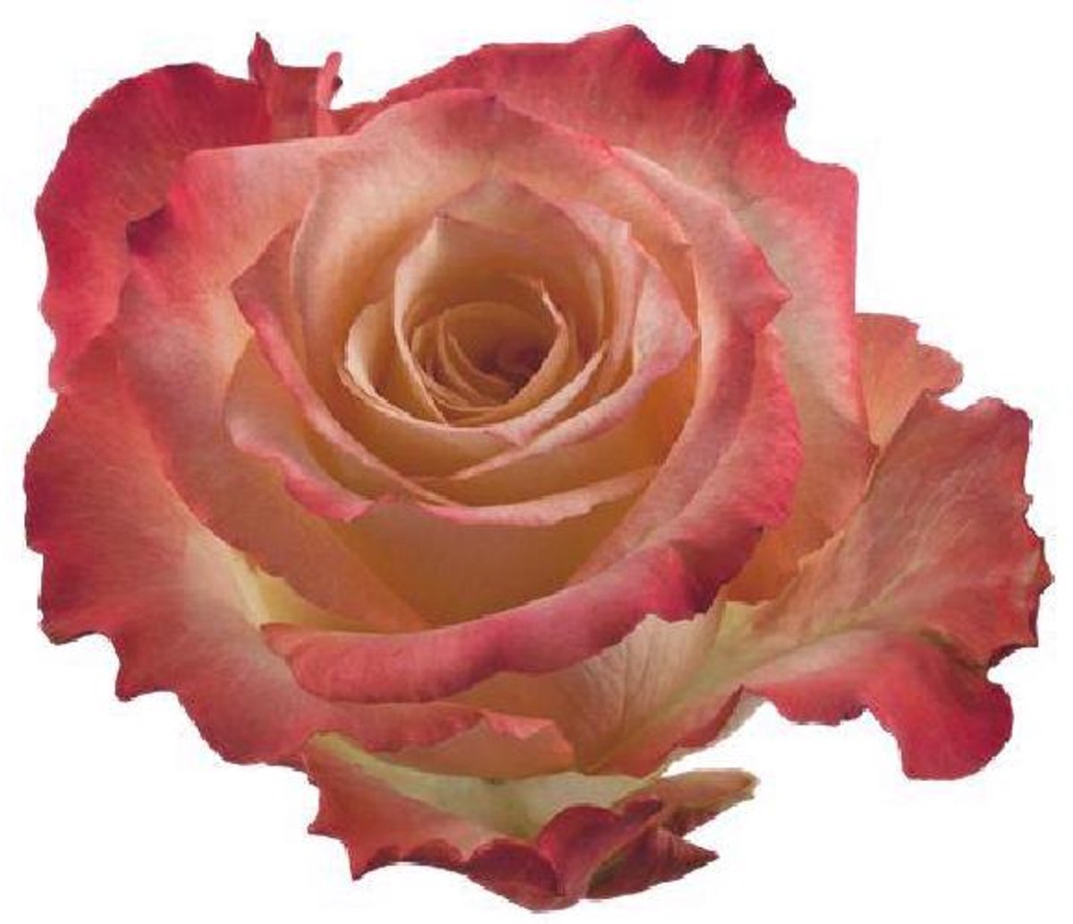 25x Rosa cabaret 40cm
